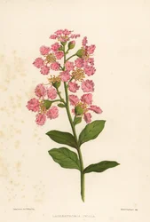 Crape Myrtle, Lagerstromia Indica